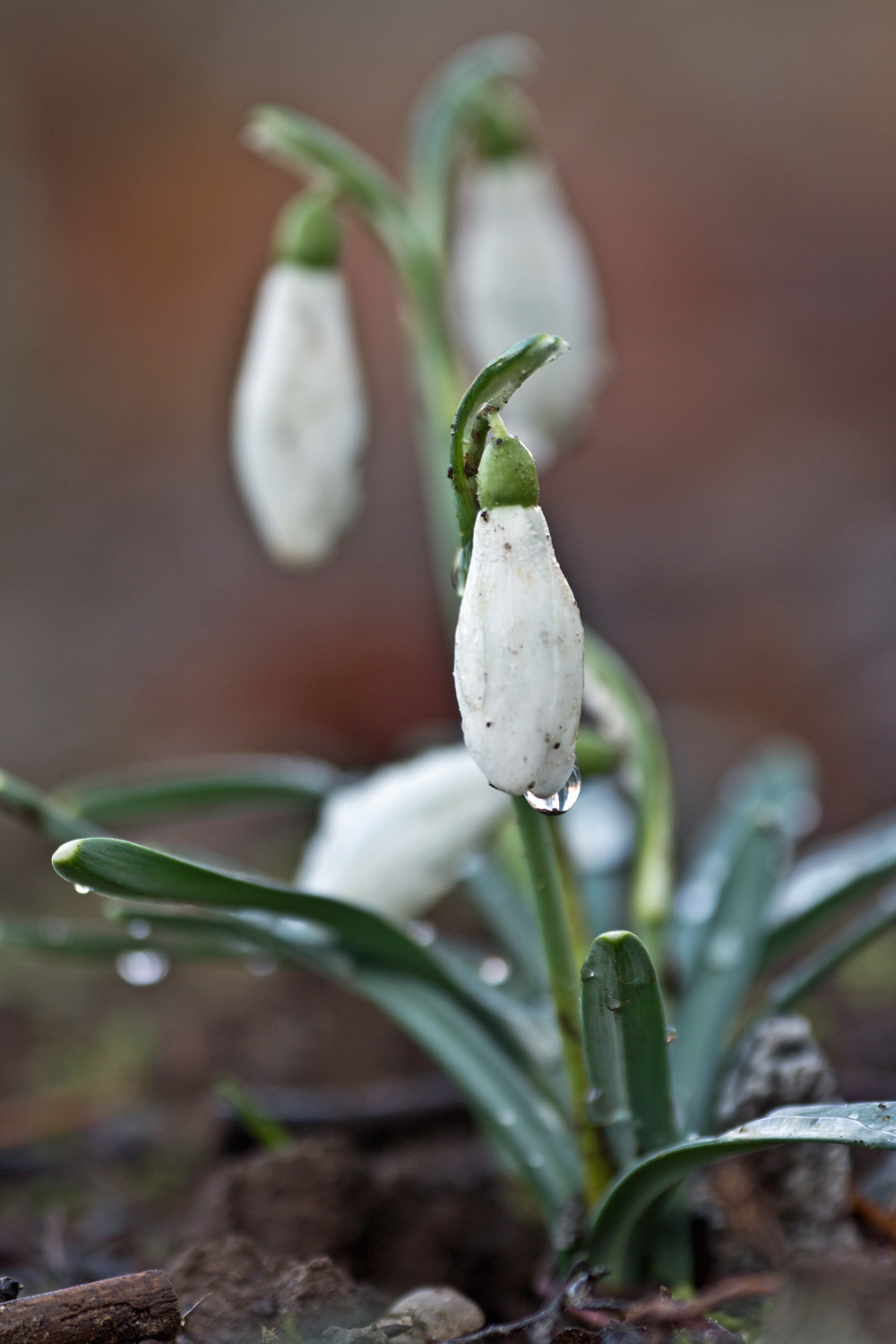 Galanthus nivalis  / Bucaneve